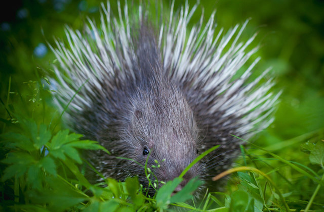 Эти дикобразы, находящиеся под угрозой исчезновения, очень преданные животные. Мужчина и женщина всю жизнь остаются вместе, заботятся друг о друге и проявляют любовь Эти дикобразы, находящиеся под угрозой исчезновения, очень преданные животные. Мужчина и женщина всю жизнь остаются вместе, заботятся друг о друге и проявляют любовь