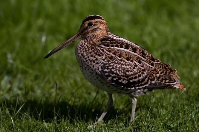 Вальдшнеп - это птица, на которую вечно охотятся, и неспроста: найти ее на фоне листвы очень трудно, особенно ночью, когда она активна. Сам по себе кулик рыже-бурый, на его спине «узор» окружающей среды: чёрные, серые, рыжие полоски. А вот «животик» не такой яркий, он скорее бежевый. Это один из большого числа примеров мимикрии под окружающую среду: прятаться от хищников приходится многим птицам.