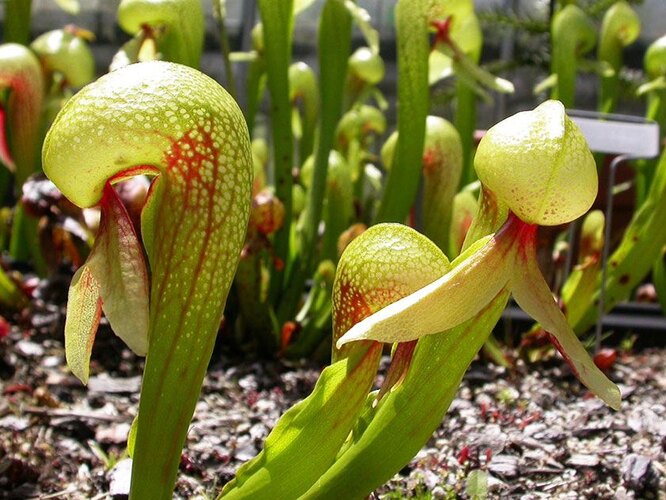 Дарлингтония калифорнийская растёт среди болот американских штатов Орегона и Калифорнии. Этот вид использует мимикрию формы для того, чтобы её приняли за змею. Кроме того, это растение ещё и хищник. Не хватает только навыка шипения - и от настоящей змеи отличить будет невозможно! Убивая двух зайцев (не в прямом, разумеется, смысле), дарлингтония использует свою причудливую форму в качестве ловушки для насекомых, которыми питается. Листья приятно пахнут, и букашки-бедняжки, оказавшись в сладкой западне, вынуждены смириться со своей судьбой. Вот как трагична мимикрия!