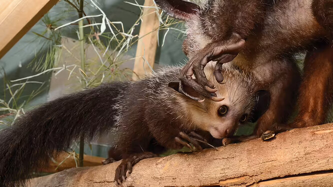 Руконожка ай-ай: описание животного, особенности, виды, среда обитания