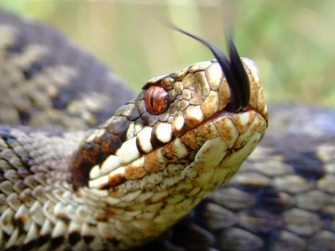 Зрачки гадюки расположены вертикально