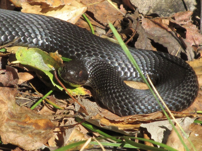 Меланистическая гадюка (черная), гадюка Никольского