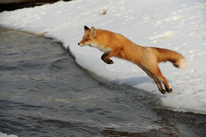 Лиса прыгает Лиса прыгает