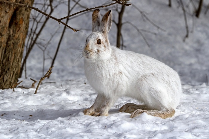 Белый заяц в лесу Белый заяц в лесу