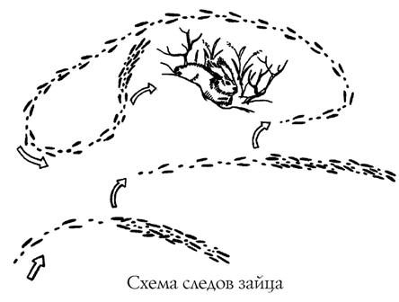 Схема заячьего следа Схема заячьего следа
