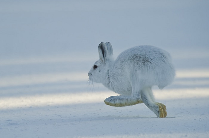 Белый Белый бежит Белый Белый бежит