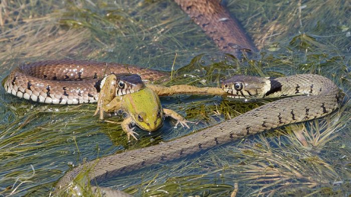 Животные, обитающие в болотах