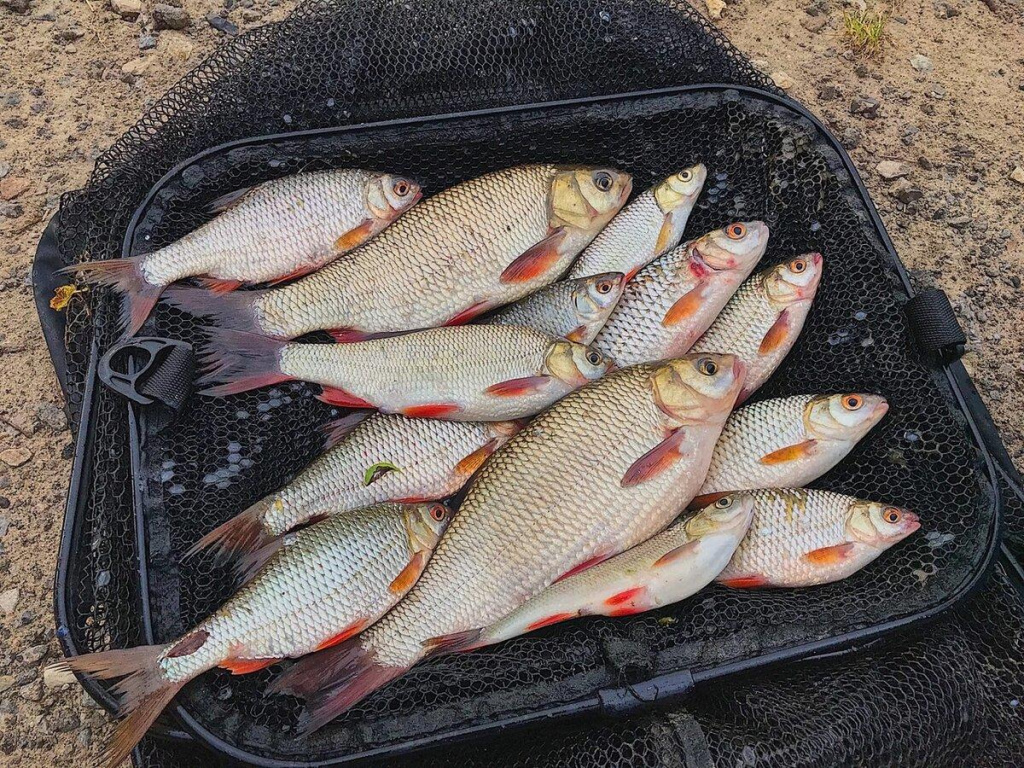 Язь свежевыловленный