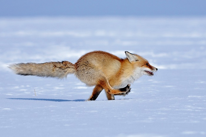 Бегущая лиса Бегущая лиса