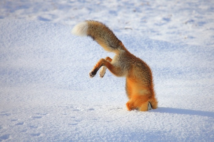 Мышь-лиса Мышь-лиса