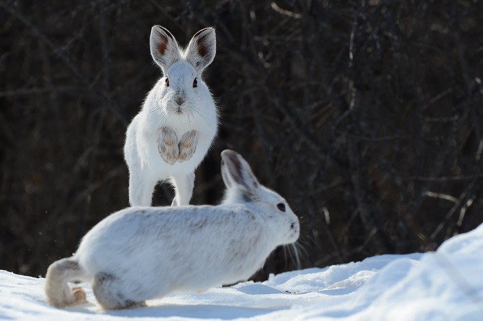 Заяц-самка и самец Заяц-самка и самец