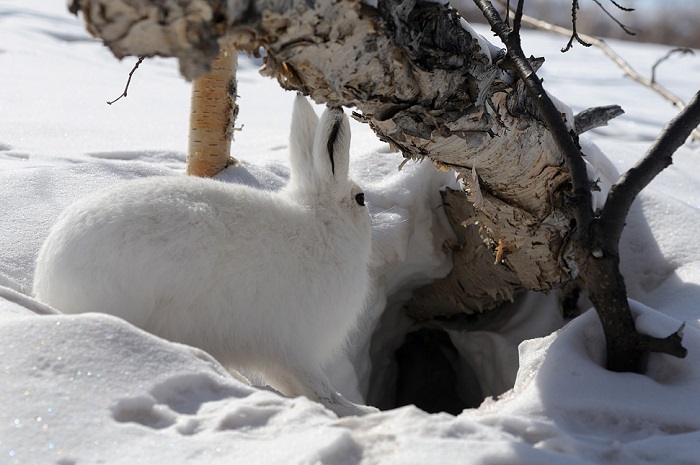 Заяц бежит в нору Заяц бежит в нору