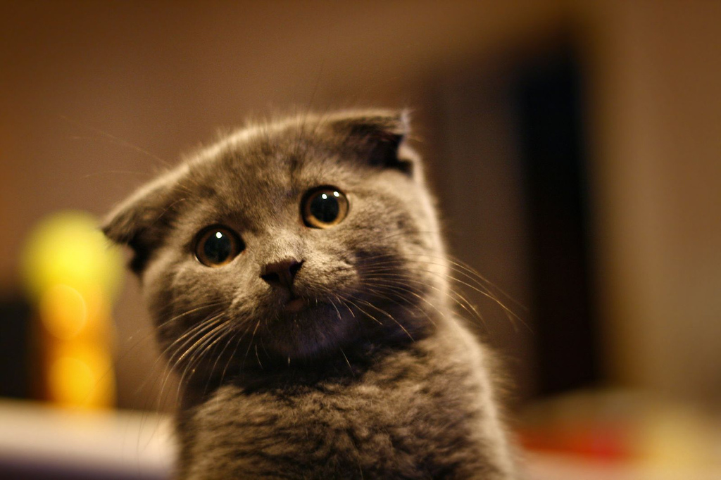 Скотч-борд Скоттиш-фолд фото.jpg