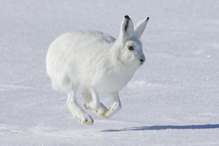Заяц-беляк зимой Заяц-беляк зимой