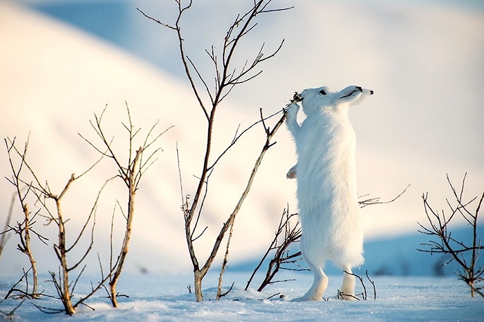 Белый заяц ест Белый заяц ест