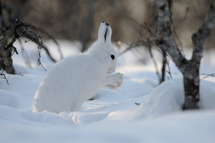 Маленький заяц Маленький заяц