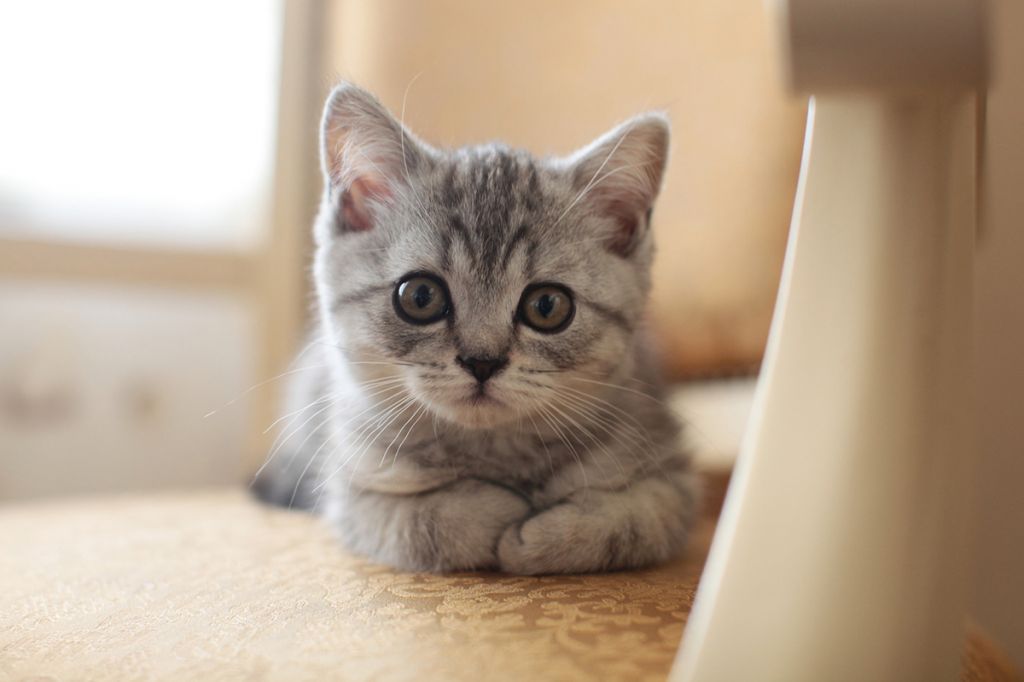 Шотландский прямоухий котенок.jpg