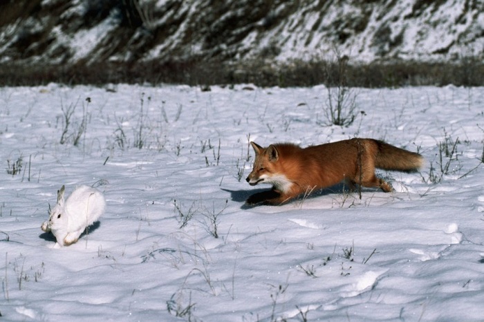 Лиса охотится на зайца Лиса охотится на зайца