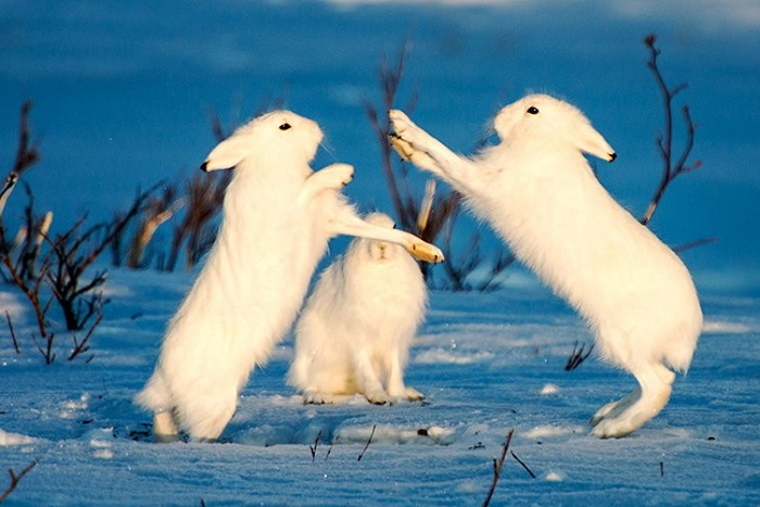 Кроличьи бои Кроличьи бои