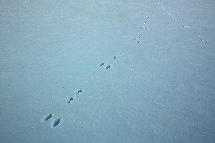 Заячьи следы на снегу Заячьи следы на снегу