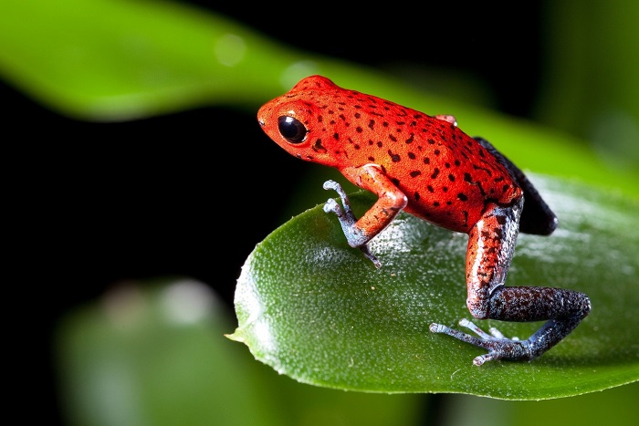 Тропическая лягушка