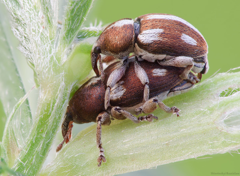 Вредители. Долгоносики (Curculionidae) Вредители. Долгоносики (Curculionidae)