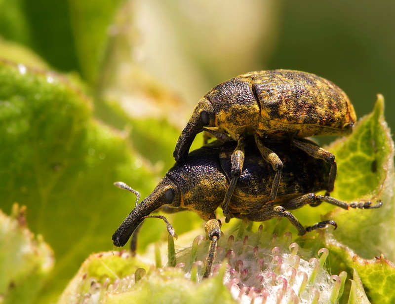 Вредители. Долгоносики (Curculionidae) Вредители. Долгоносики (Curculionidae)