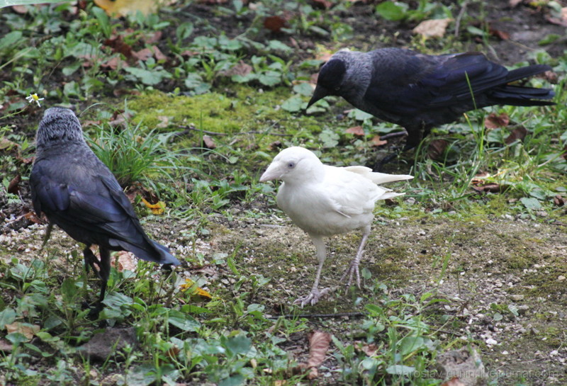 Встречаются и альбиносы Встречаются и альбиносы