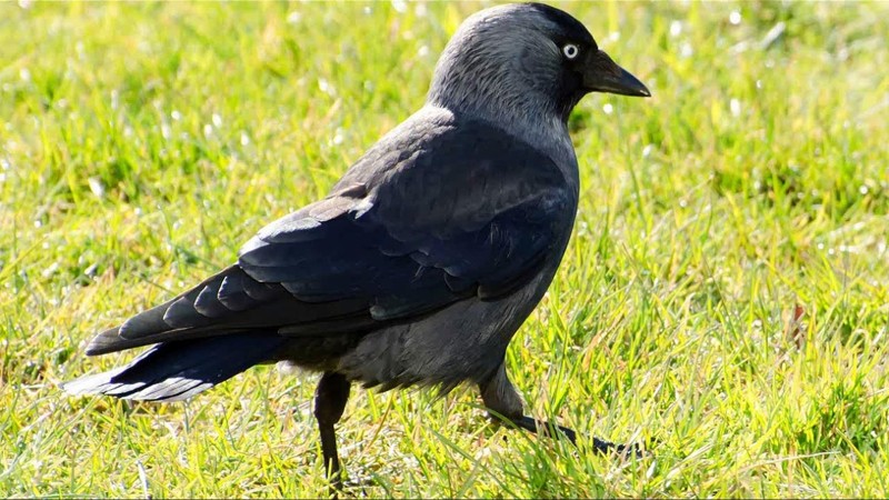 Название галке, вероятно, дано в подражание ее голосу. Название галке, вероятно, дано в подражание ее голосу.