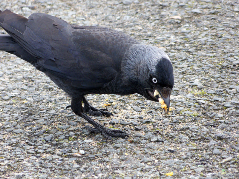 Если пищи много, галки предусмотрительно прячут про запас. Если пищи много, галки предусмотрительно прячут про запас.
