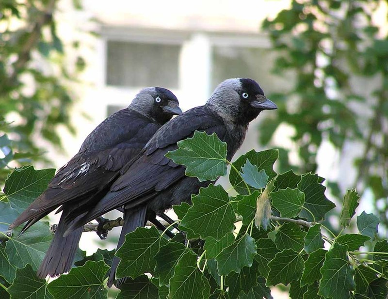 Галки могут нападать на огороды и сады, весной уничтожая всходы бобов и гороха, а летом — плоды вишни и сливы. Галки могут нападать на огороды и сады, весной уничтожая всходы бобов и гороха, а летом — плоды вишни и сливы.