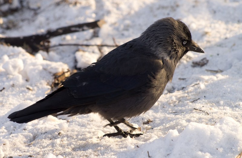 Сами же галки могут быть кочевыми, оседлыми и перелетными. Сами же галки могут быть кочевыми, оседлыми и перелетными.