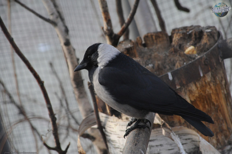 Восточную часть Азии, включая Монголию, Китай и Японию, населяет даурская галка (Corvus dauricus) - близкородственный вид. Восточную часть Азии, включая Монголию, Китай и Японию, населяет даурская галка (Corvus dauricus) - близкородственный вид.
