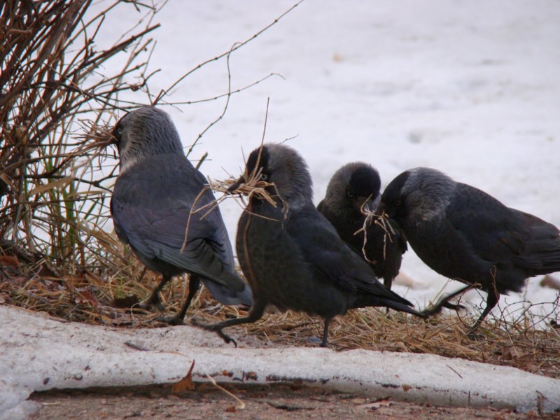Распространена эта птица от Атлантического до Тихого океана. Предпочитает гнездиться в селениях и лесах. Ведет стайный образ жизни, гнездится небольшими колониями. Распространена эта птица от Атлантического до Тихого океана. Предпочитает гнездиться в селениях и лесах. Ведет стайный образ жизни, гнездится небольшими колониями.