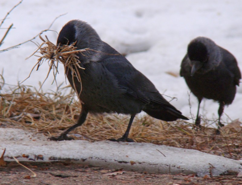 Самцы и самки живут на протяжении всей жизни вместе, никогда не расставаясь. Самцы и самки живут на протяжении всей жизни вместе, никогда не расставаясь.