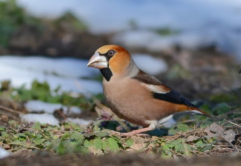 Птица дубонос и интересные факты о ней