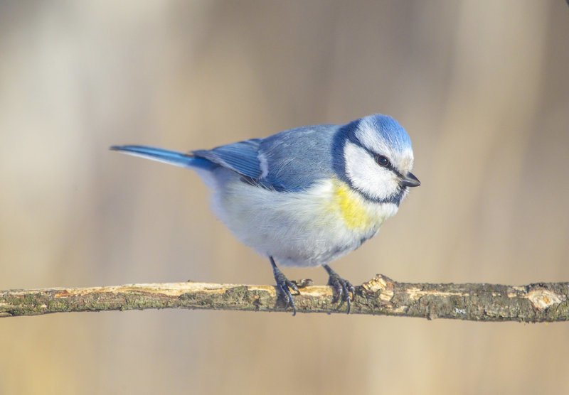 Лазоревка и интересные факты о ней