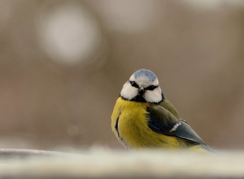 Лазоревка и интересные факты о ней