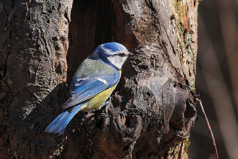 Лазоревка и интересные факты о ней