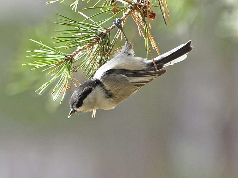 Гаички и интересные факты о них
