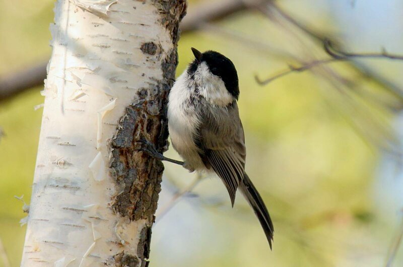 Гаички и интересные факты о них