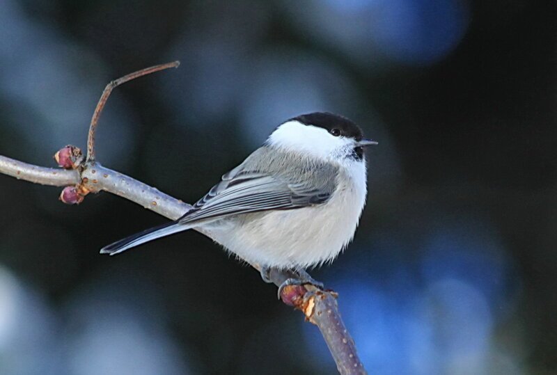 Гаички и интересные факты о них