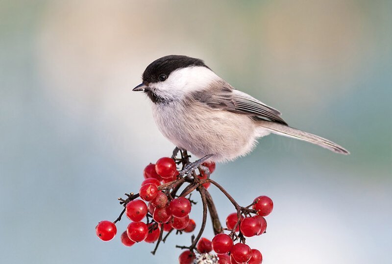 Гаички и интересные факты о них
