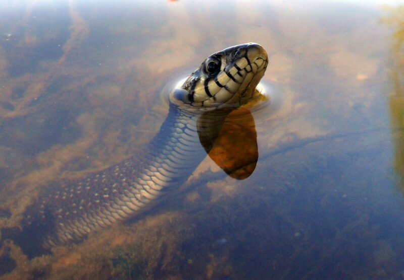 И несколько интересных фактов о нем И несколько интересных фактов о нем