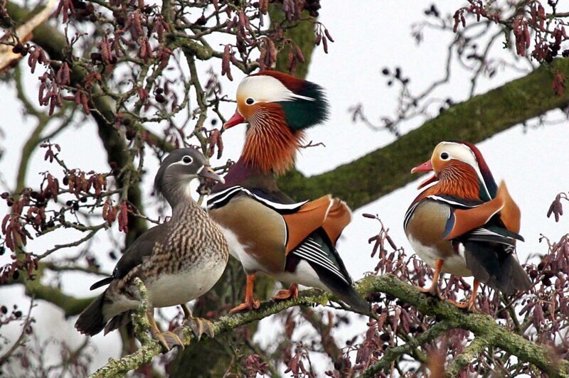 Мандарин и интересные факты о нем Мандарин и интересные факты о нем