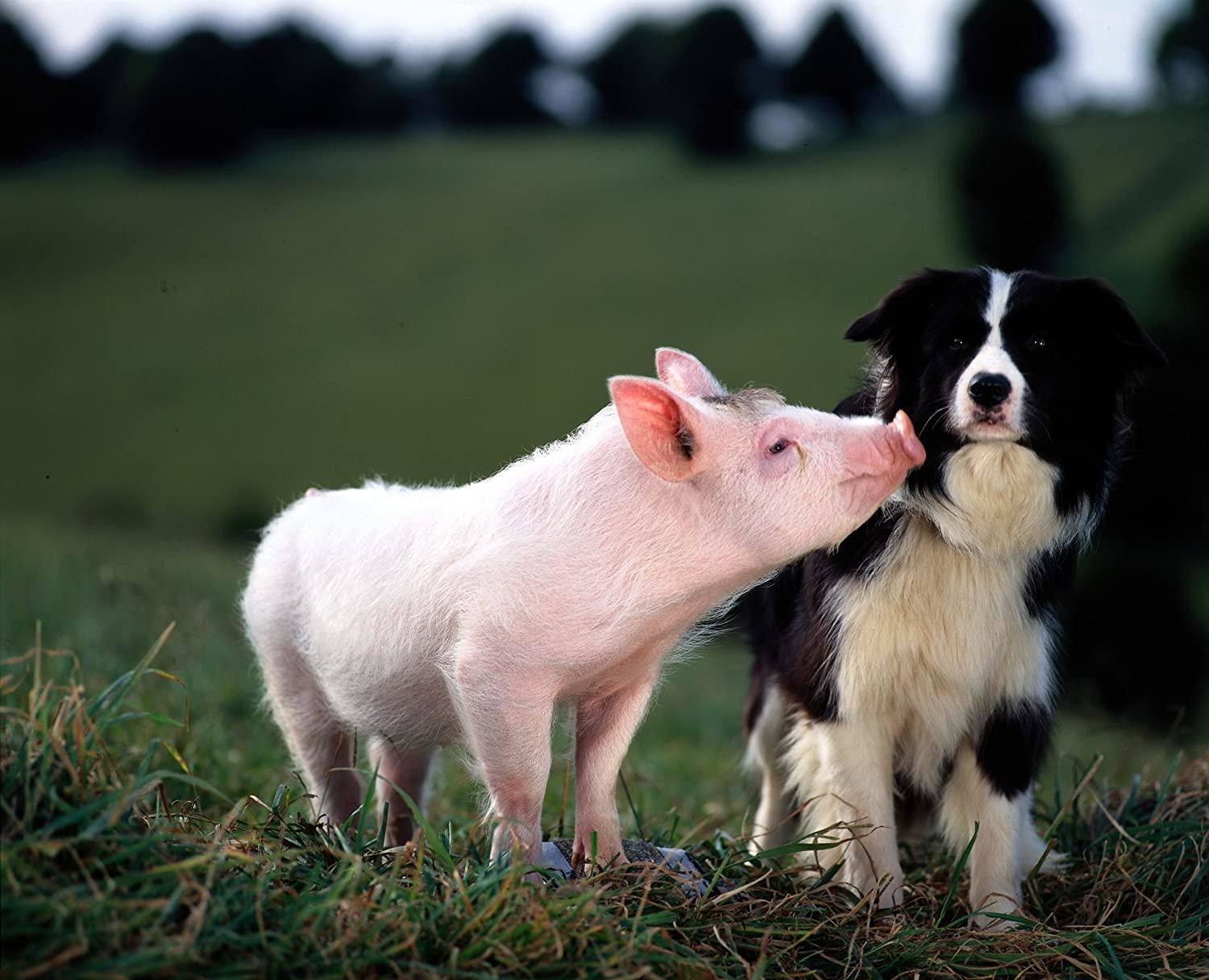 Как снимали животных: «Хатико», «Флиппер» и другие Как снимали животных: «Хатико», «Флиппер» и другие