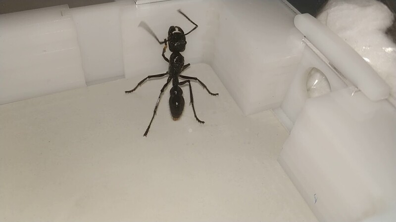 Муравей-пуля или Paraponera clavata