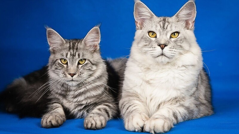 Редкие, необычные и потрясающе эффектные: 10 самых красивых кошек мира