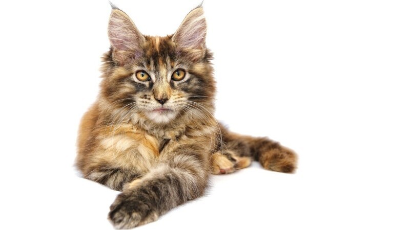 Редкие, необычные и потрясающе эффектные: 10 самых красивых кошек мира