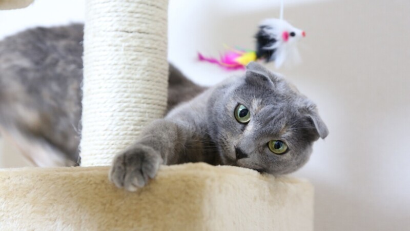 Шотландский.